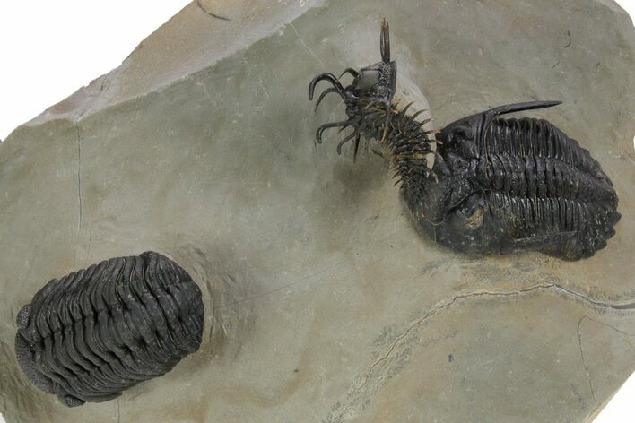 Spiny Walliserops Hammi Trilobite With Hollardops & Morocops #355819